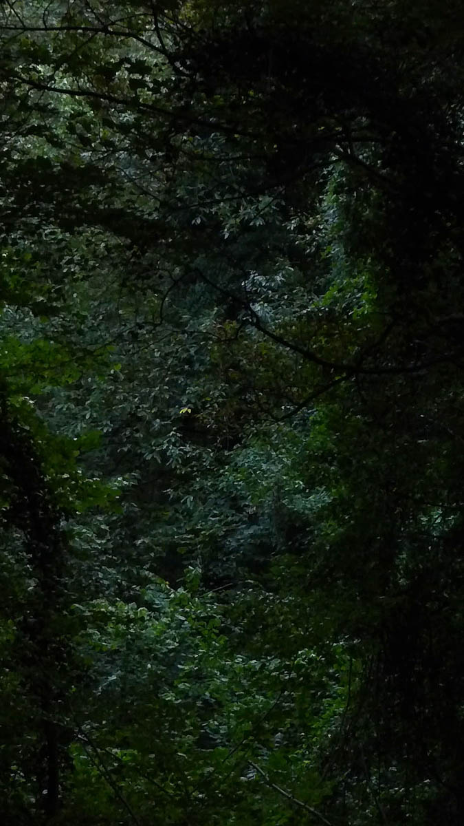 Congo à Rocquemont